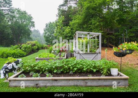 Essbare Gemüsepflanzen, einschließlich Arugula - Rocket-Salat wird im Frühsommer in Holzkisten im Biobaugarten des Wohnhausrückens angebaut. Stockfoto