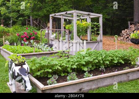 Essbare Gemüsepflanzen, einschließlich Arugula - Rocket-Salat wird im Frühsommer in Holzkisten im Biobaugarten des Wohnhausrückens angebaut. Stockfoto