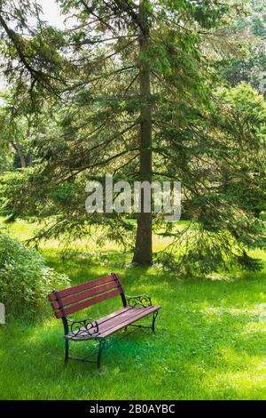 Burgunderholz und schwarzes Gusseisenmetall sitzende Bank auf grünem Rasen, der von Picea beschattet wird - Fichte Baum im Wohnhinterhof im Sommer. Stockfoto