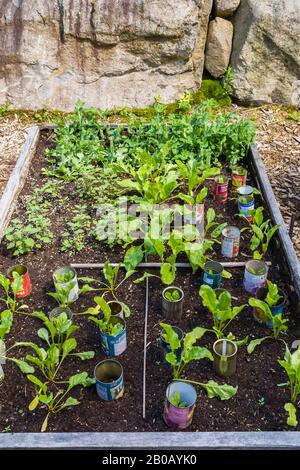 Mixed Lactuca Sativa - Lettusse werden im Sommer in Holzkiste in einem Wohn-Garten aus biologischem Anbau angebaut. Stockfoto