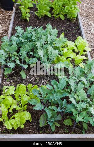 Mixed Lactuca Sativa - Lettusse werden im Sommer in Holzkiste in einem Wohn-Garten aus biologischem Anbau angebaut. Stockfoto