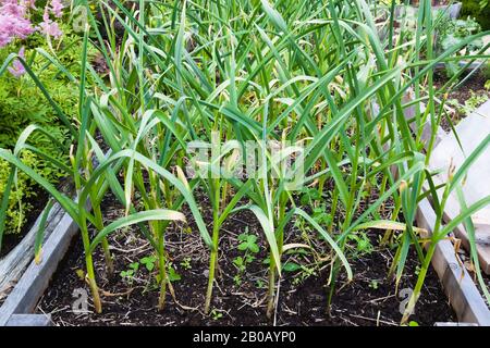 Allium sativum - Knoblauch wird im Sommer in Holzkiste im Biobaugarten des Wohnhofes organisch angebaut. Stockfoto