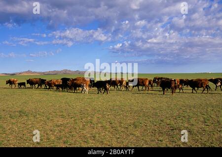 MONGOLIA, WÜSTE GOBI, IN DER NÄHE VON DALANZADGAD, GRASLAND (STEPPEN), RINDERN Stockfoto