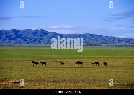 MONGOLIA, WÜSTE GOBI, IN DER NÄHE VON DALANZADGAD, GRASLAND (STEPPEN), PFERDE Stockfoto