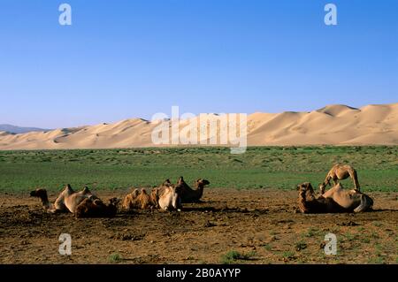 MONGOLIA, IN DER NÄHE VON DALANZADGAD, WÜSTE GOBI BEI KHONGORYN ELS (SANDDÜNEN), BAKTRIAN-KAMELE Stockfoto