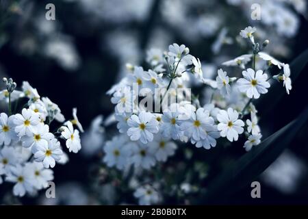 Winzige weiße Blume, gelbes Zentrum - Gypsophila elegans oder ähnliche Familiendetails der Pflanzen in den Royal Botanical Gardens von Sydney Stockfoto