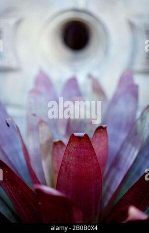 Details zu den Pflanzen in Sydneys Royal Botanical Gardens, Sydney, Australien Stockfoto