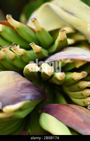 Eine winzige Hand Bananen - Musa acuminata, beginnt, Details der Pflanzen in den Königlichen botanischen Gärten von Sydney zu zeigen Stockfoto