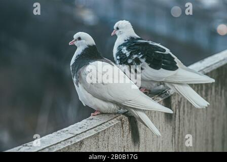 Zwei weiße und schwarze Tauben auf dem Balkon über verschwommen Sity-Hintergrund Stockfoto