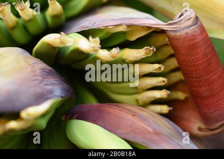 Eine winzige Hand Bananen - Musa acuminata, beginnt, Details der Pflanzen in den Königlichen botanischen Gärten von Sydney zu zeigen Stockfoto