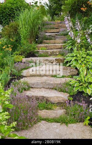 Natursteinstufen, umrandet von Purpurthymus - Thymian, Gelb und Rot Achillea - Yarrow, Miscanthus - Ziergras und Hosta - Plaintain Lily. Stockfoto