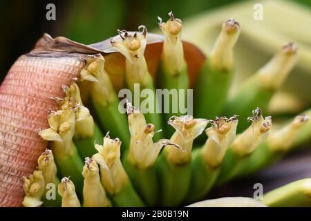 Eine winzige Hand Bananen - Musa acuminata, beginnt, Details der Pflanzen in den Königlichen botanischen Gärten von Sydney zu zeigen Stockfoto