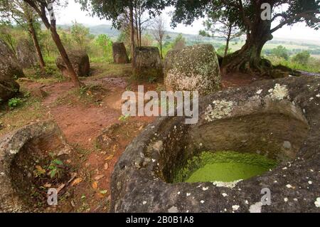 LAOS, IN DER NÄHE VON PHONSAVANN (XIENG KHUANG), EBENE DER GLÄSER, STANDORT #2, GLÄSER UNTER BAUM Stockfoto