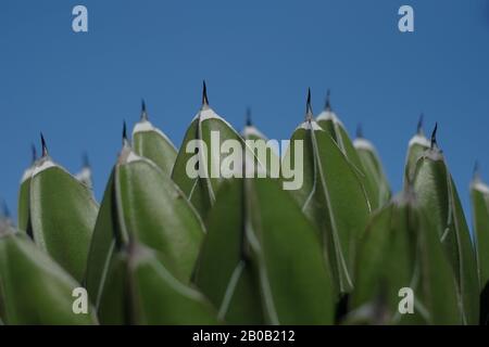 Details zu Agave Pflanzentipps und Spikes in Sydneys Royal Botanical Gardens, Sydney, Australien Stockfoto