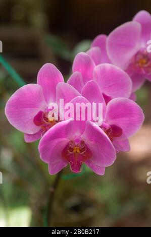 VIETNAM, IN DER NÄHE VON SAIGON (HO CHI MINH CITY), MEKONG RIVER DELTA, DENDROBIUM ORCHIDEEN Stockfoto