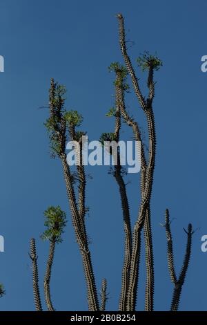 Hohe, dünne, saftige grüne Blätter mit Kaktuszweigen mit Spikes vor einem tiefen blauen Himmel in Sydneys Royal Botanical Gardens, Sydney, Australien Stockfoto