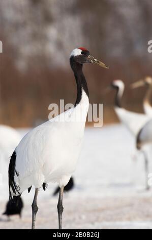 JAPAN, HOKKAIDO-INSEL, IN DER NÄHE DES TSURUI-DORFES, AKAN, JAPANISCHER (ROT BEKRÖNTER) KRANICH (GRUS JAPONENSIS), BEDROHTE ARTEN Stockfoto