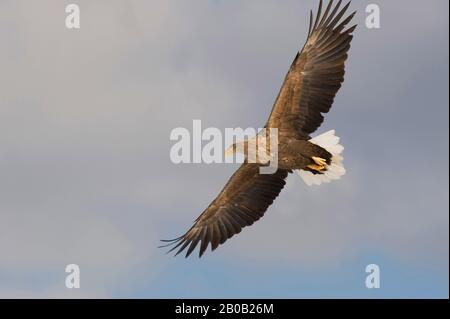 JAPAN, HOKKAIDO-INSEL, IN DER NÄHE DES TSURUI-DORFES, SEEADLER MIT WEISSER TAUBE (HALIAETUS ALBICILLA) IM FLUG Stockfoto