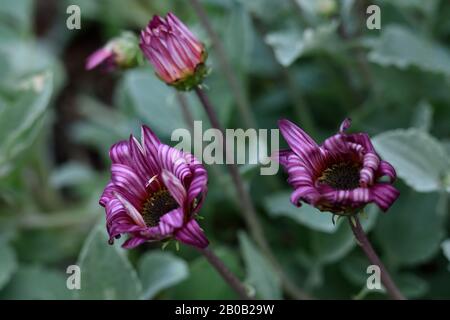 Nahaufnahme von drei violetten Gerbera-Blumen, die am Morgen in den Royal Botanic Gardens von Sydney eröffnet werden Stockfoto