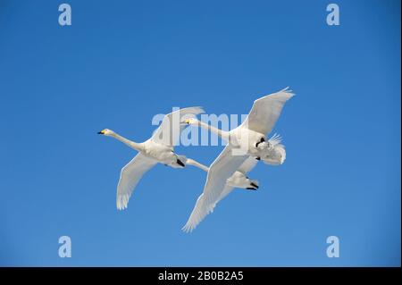 JAPAN, HOKKAIDO-INSEL, KUSSHARO-SEE, WHOOPER-SCHWÄNE (CYGNUS CYGNUS) IM FLUG Stockfoto