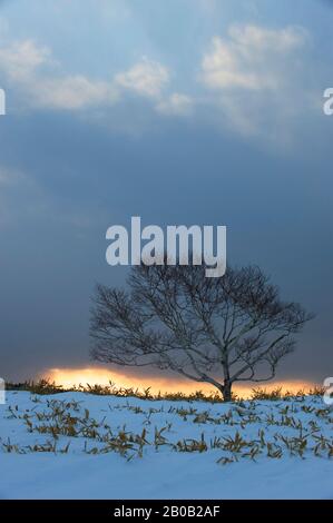 JAPAN, HOKKAIDO-INSEL, KUSSHARO-SEE, BAUM AM KRATERHANG BEI SONNENUNTERGANG MIT DRAMATISCHEN WOLKEN Stockfoto