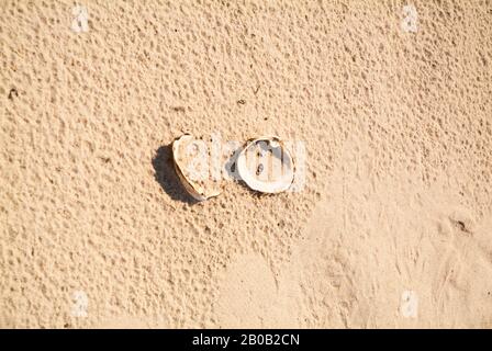 AN LAND gewaschen: Vom Atlantik eingespülte Muscheln liegen an einem Sandstrand. Stockfoto