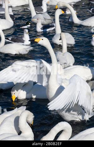 JAPAN, HOKKAIDO-INSEL, IN DER NÄHE VON ABASHIRI, WHOOPER-SCHWÄNEN (CYGNUS CYGNUS), SWAN FLAPPING WINGS Stockfoto