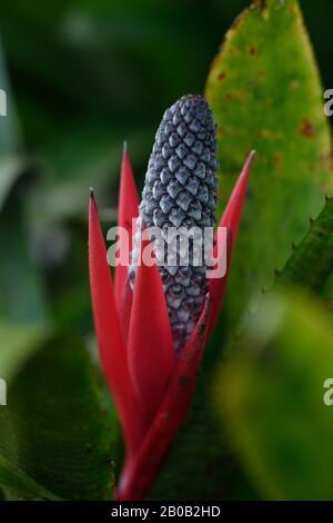 Details zu Ananas-bezogenen Bromeliaden Pflanzen rote Blume und Kegel in den Royal Botanical Gardens von Sydney Stockfoto