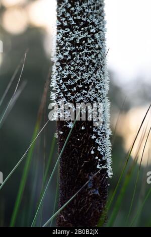 Xanthorrhoea australis in Blume - Details zu Pflanzen in den Royal Botanical Gardens von Sydney Stockfoto