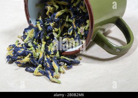 Blaue Blüten von Bio getrockneten Schmetterling Erbse Tee (Clitoria ternatea) in einem Emaille-Becher Stockfoto