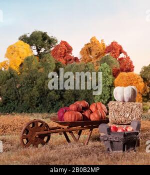 Kürbis-Pflaster-Wiese am Herbsttag Stockfoto