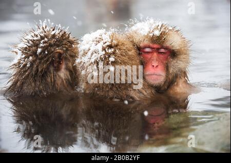 JAPAN, IN DER NÄHE VON NAGANO, JIGOKUDANI, SCHNEEMFFEN (JAPANISCHE MAKAQUE), IM HEISSEN FRÜHLING SITZEND Stockfoto