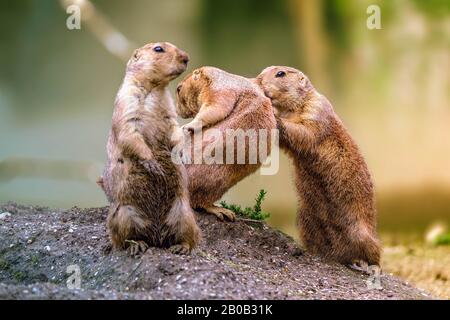 3 Kleine lustige Groundhog spielen. Stockfoto