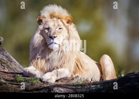 Weißer Löwe sitzt auf Dschungel bei Masai mara Kenia. Stockfoto