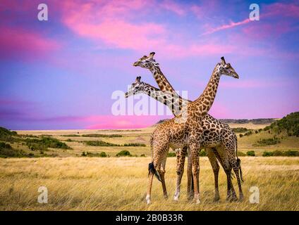 Drei Giraffen auf Sunset Background im Nationalpark Kenias, Afrika Stockfoto