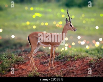 Ein selektiver Fokusschuss einer Thomson's Gazelle. Es ist eines der bekanntesten Gazellen. Stockfoto