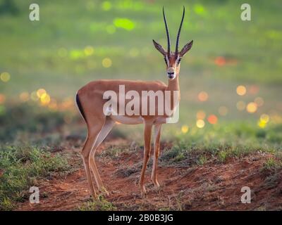 Ein selektiver Fokusschuss einer Thomson's Gazelle. Es ist eines der bekanntesten Gazellen. Stockfoto