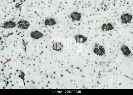 Vogel- und Hundespuren auf verschneiten Böden. Der Blick von oben Stockfoto