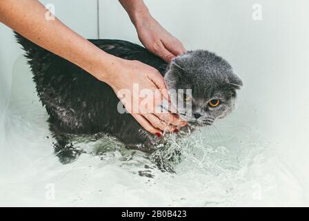 Graue schottische Faltenkatze nimmt ein Bad mit seinem Besitzer. Sie kümmert sich um ihn und wäscht gründlich sein Fell. Fokus auf ihre Hände Stockfoto