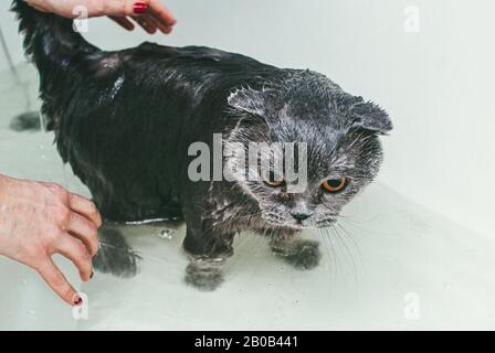 Graue schottische Faltenkatze nimmt ein Bad mit seinem Besitzer. Sie kümmert sich um ihn und wäscht gründlich sein Fell. Makroaufnahme mit selektivem Fokus und flachem Freiheitsgrad Stockfoto