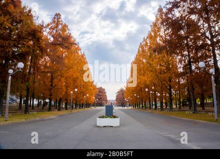 Ginkgo Trees Corridor im Tsurumi Ryokuchi Park im Herbst, Osaka, Japan Stockfoto