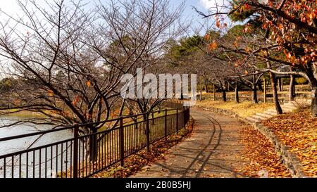 Farbenfroher Herbstblick mit verwelkten, gestürzten Blättern, die im Tsurumi Ryokuchi Park, Osaka, Japan, auf dem Boden verstreut sind Stockfoto