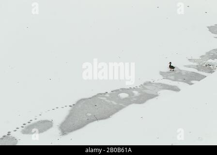 Eine einsame Ente geht über einen gefrorenen Teich und hinterlässt Spuren. Das Konzept von Einsamkeit und Verlassenheit Stockfoto