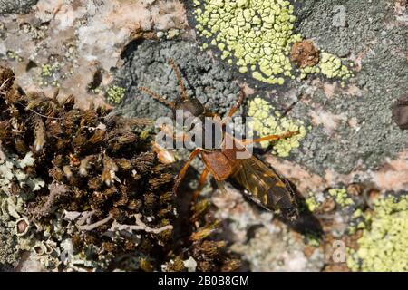 Rove-Käfer (Staphylinus caesareus) Stockfoto