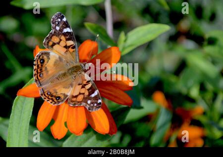 Ein wunderschöner Schmetterling der American Lady (Vanessa virginiensis) ruht auf einer orangefarbenen zinnia-blume. Kopierbereich. Nahaufnahme. Stockfoto