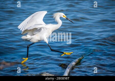 A Snowy White Egret in Rockport, Texas Stockfoto