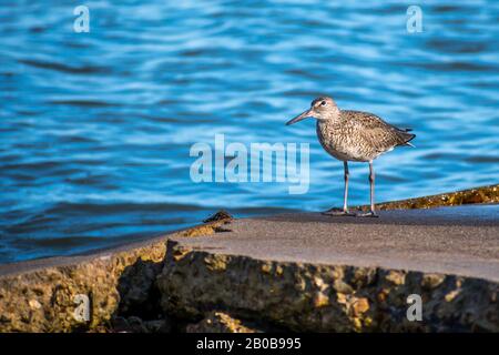 Ein brauner Willet-Vogel in Rockport, Texas Stockfoto