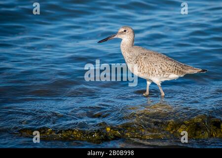 Ein brauner Willet-Vogel in Rockport, Texas Stockfoto