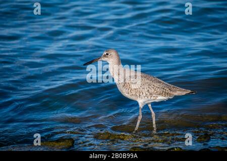 Ein brauner Willet-Vogel in Rockport, Texas Stockfoto