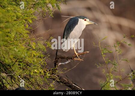 Keoladeo-Nationalpark, Bharatpur, Rajasthan, Indien. Schwarz bekrönter Nachtreiher, Nycticorax nycticorax Stockfoto